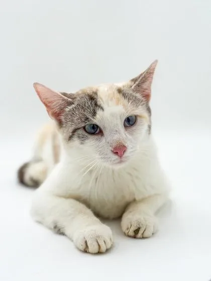 Stella