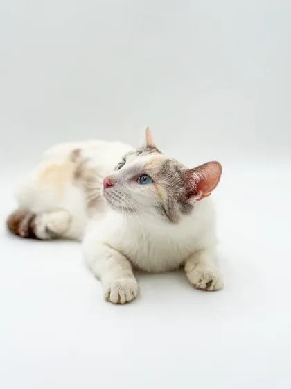 Stella thumbnail 3