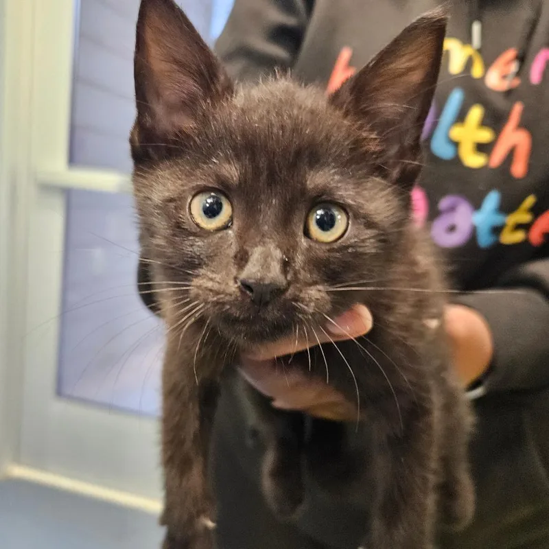 A baby small-sized male Black Domestic Short Hair cat named Swimmer for adoption in Greensboro, NC