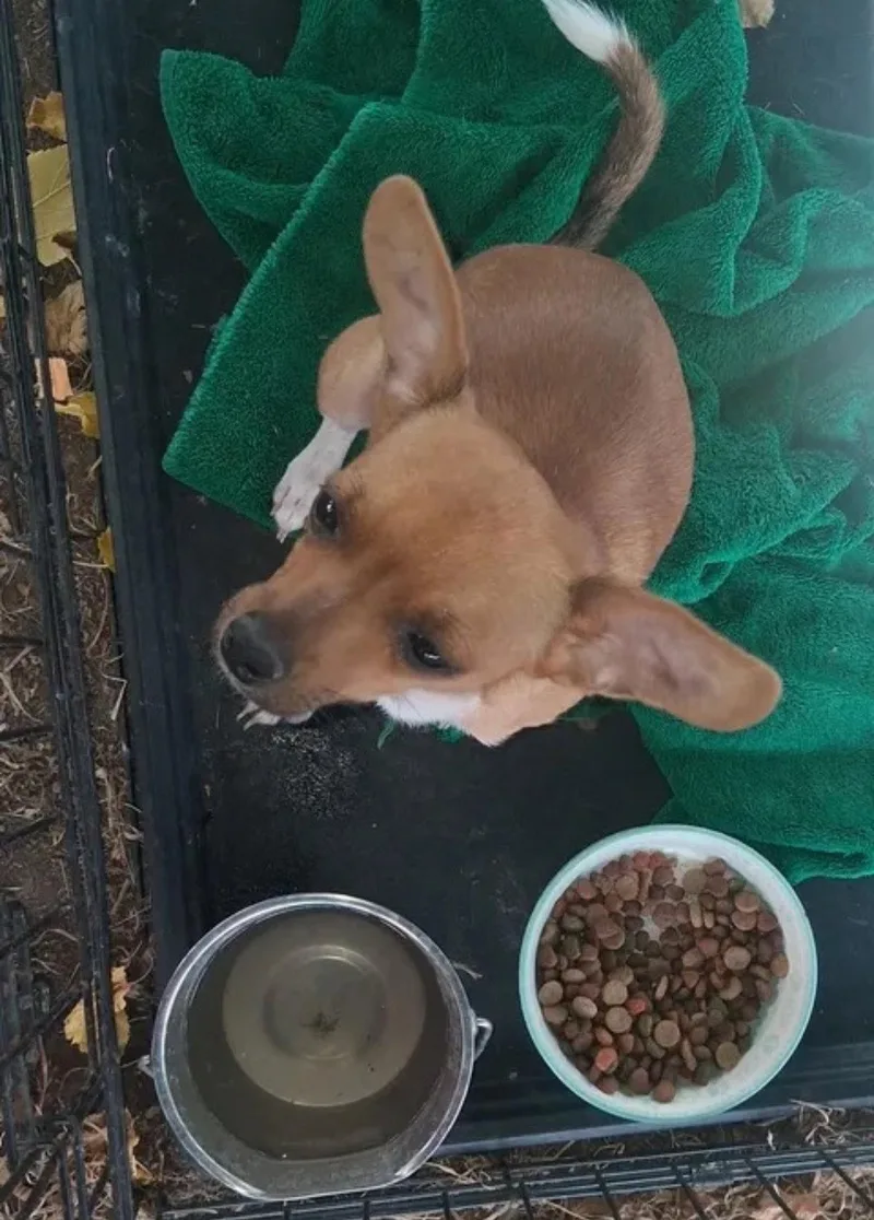 A young small-sized male Chihuahua dog named Taco for adoption in Grafton, WI
