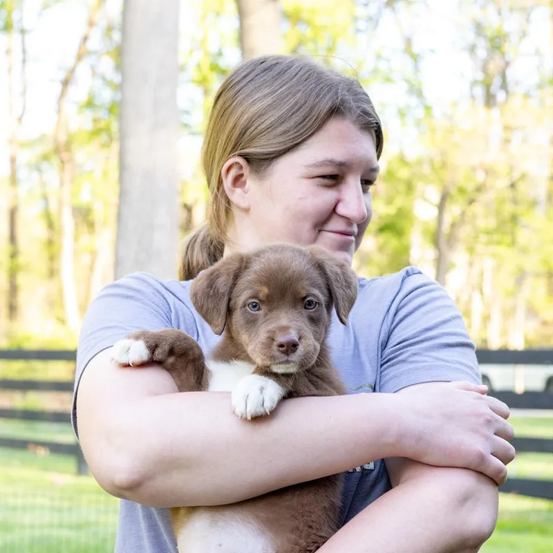 A baby medium-sized male Brown / Chocolate American Bulldog dog named Meatballavail for adoption in West Grove, PA