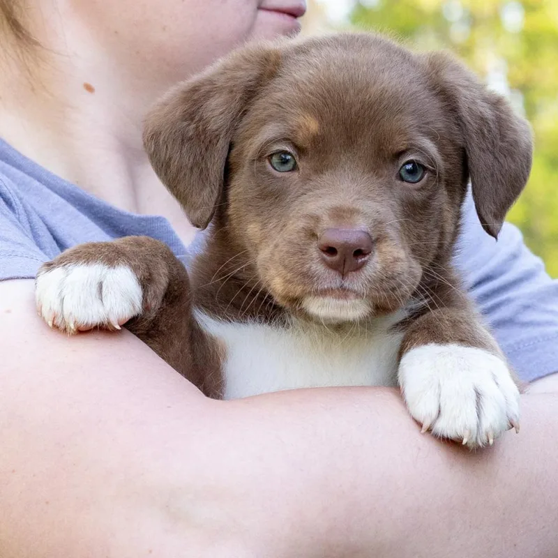 Meatballavail thumbnail 3