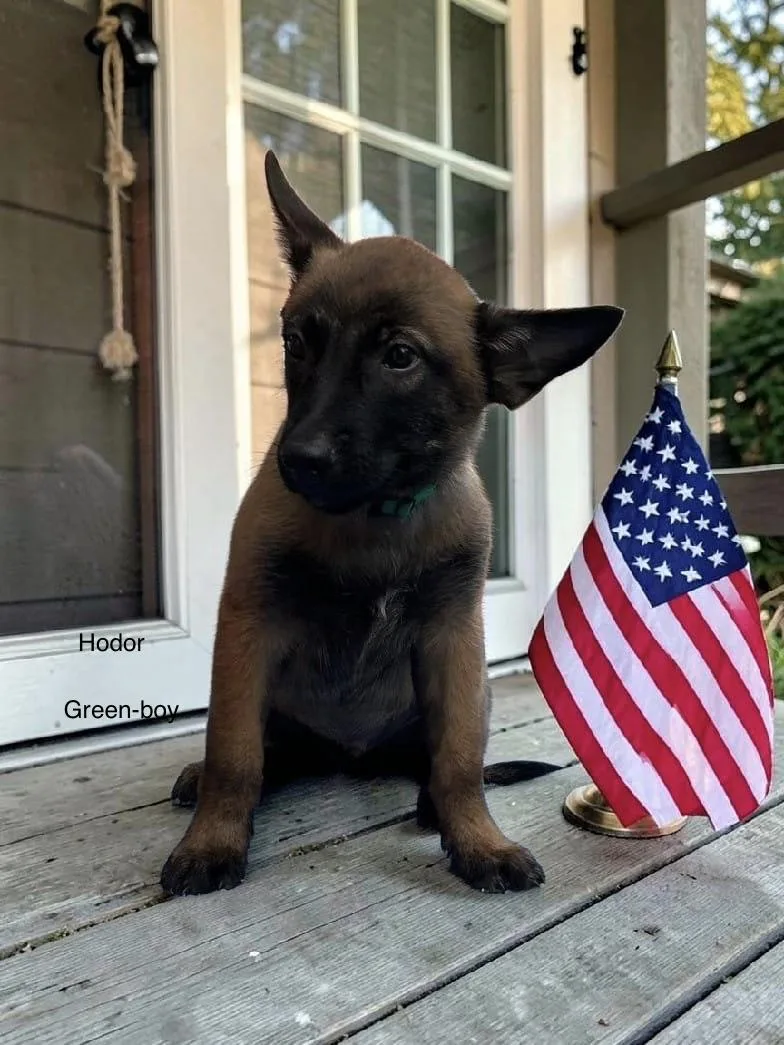 A baby medium-sized male Belgian Shepherd / Malinois dog named Hodor for adoption in Rome, GA