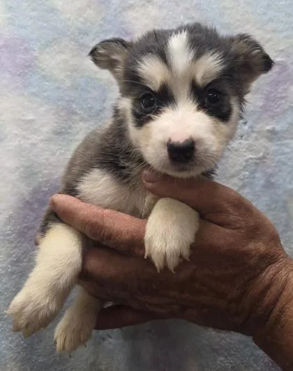 A baby small-sized female Siberian Husky dog named Rhi for adoption in Malvern, PA