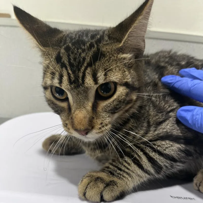 A young medium-sized male Gray / Blue / Silver Domestic Short Hair cat named Summer for adoption in Tampa, FL