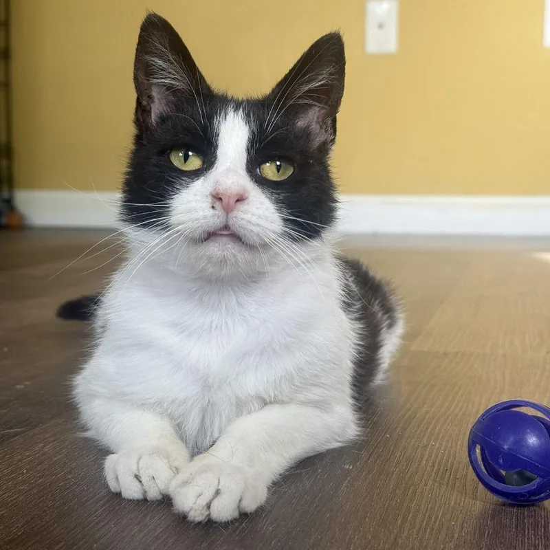 A young small-sized female White Domestic Long Hair cat named Papaya Bowers for adoption in Woodstock, VA