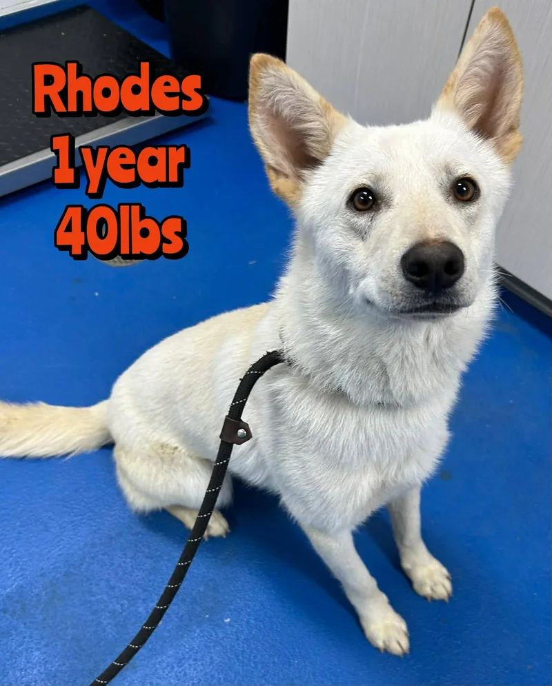 An adult medium-sized male Mixed Breed dog named Rhodes for adoption in Holbrook, NY