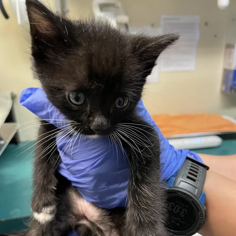 A baby small-sized male Black Domestic Medium Hair cat named Sharpie for adoption in Pasadena, CA