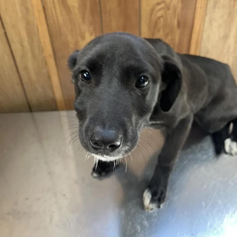 A baby small-sized female Black Mixed Breed dog named Sydney for adoption in Columbiana, AL