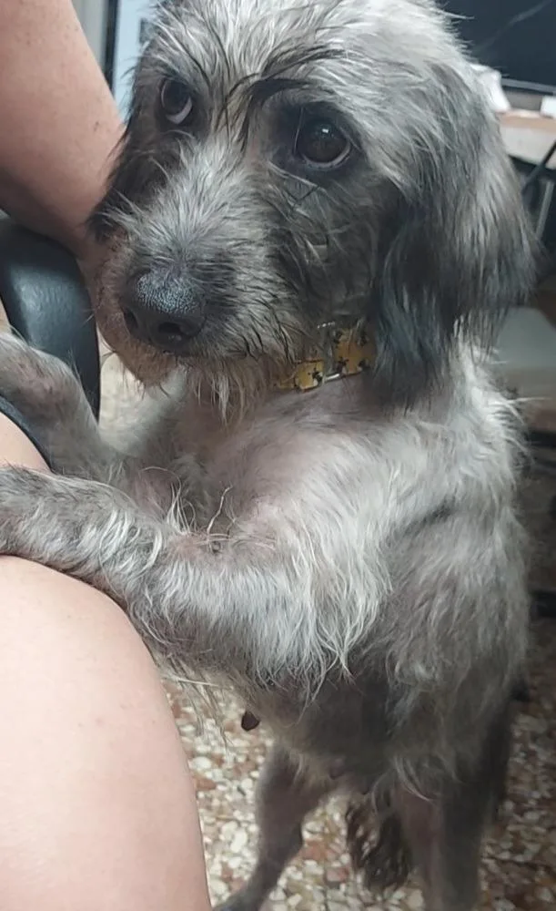 A young medium-sized female Schnauzer dog named FeeFee for adoption in Newnan, GA