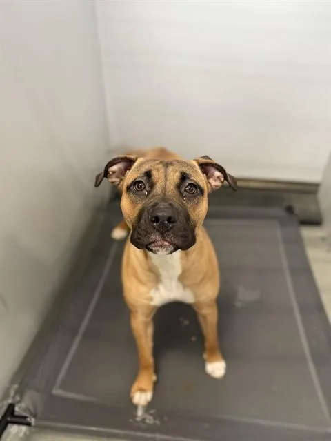 A young medium-sized female Pit Bull Terrier dog named Moonpie for adoption in Fayetteville, NC