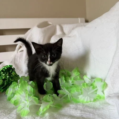A baby small-sized female Domestic Short Hair cat named Green Darner for adoption in Toms River, NJ