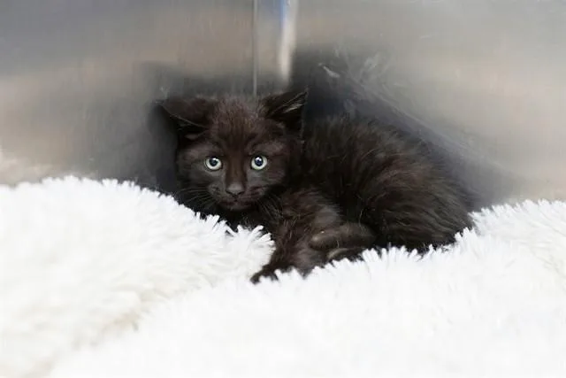 A baby small-sized male Domestic Short Hair cat named Zyrtec for adoption in Belleville, IL