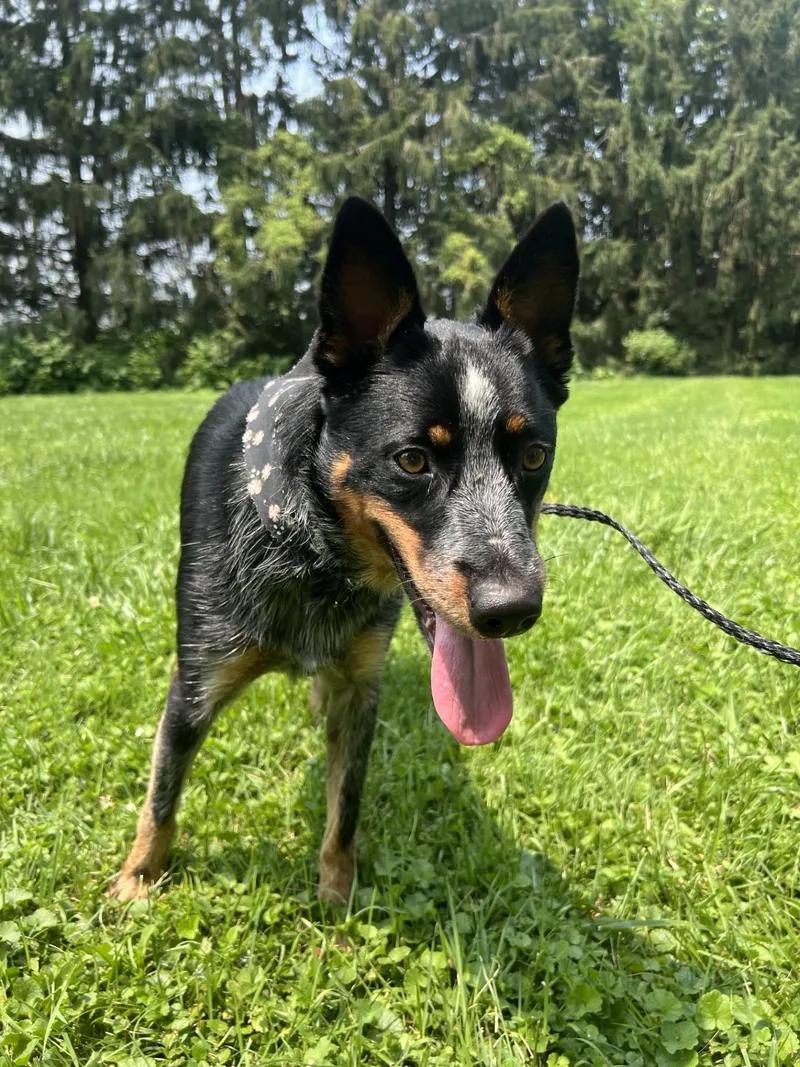 An adult medium-sized female Merle (Blue) Australian Cattle Dog / Blue Heeler dog named Digger for adoption in Upper Sandusky, OH
