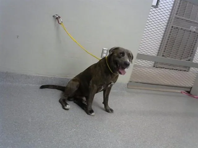 An adult large-sized male Pit Bull Terrier dog named Bruno for adoption in Pasadena, TX