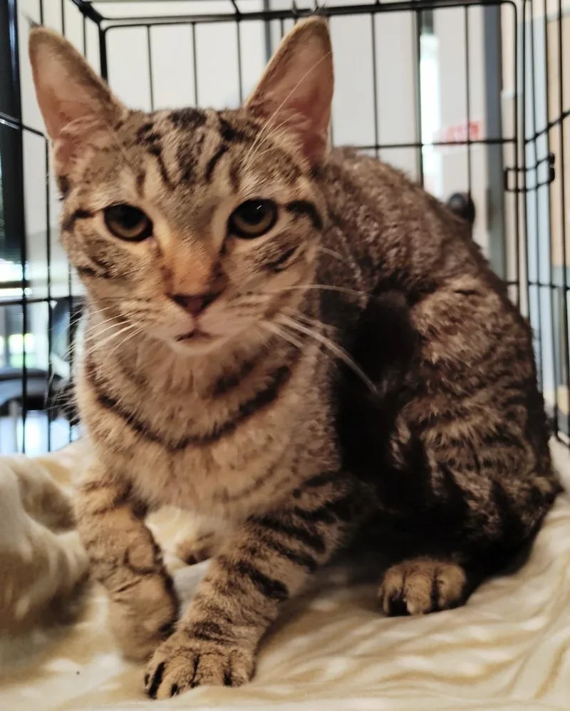 A young medium-sized male Domestic Short Hair cat named Denver for adoption in Clarksville, TN