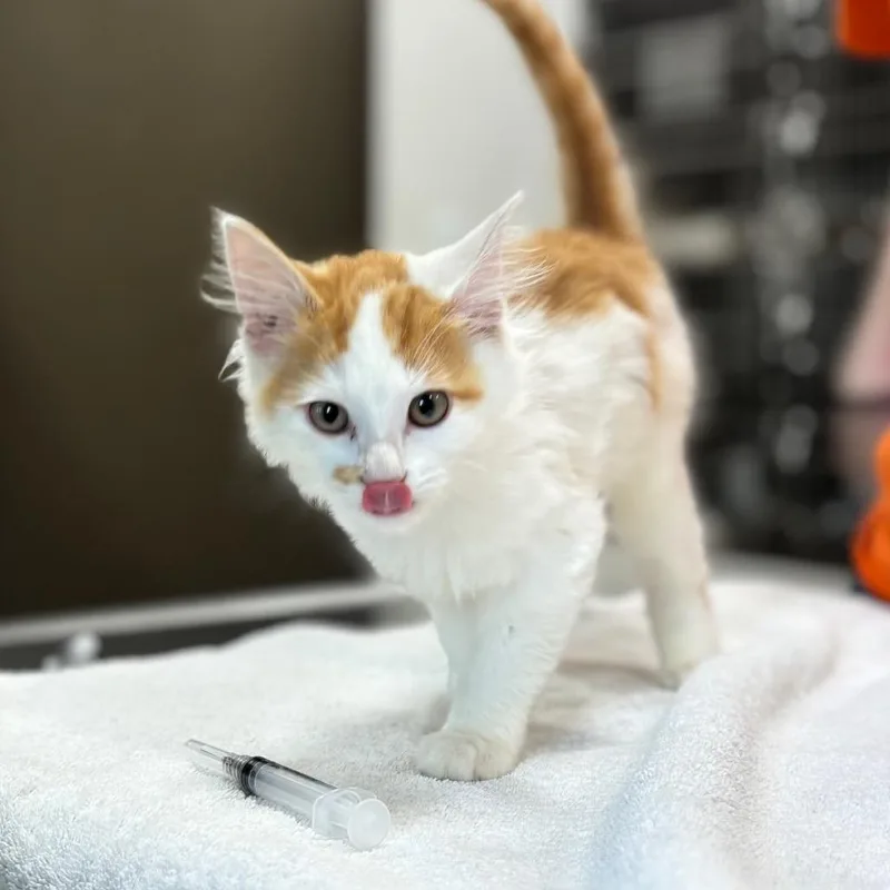 A baby small-sized male Orange / Red Domestic Short Hair cat named Pumpkin for adoption in Nashville, IN