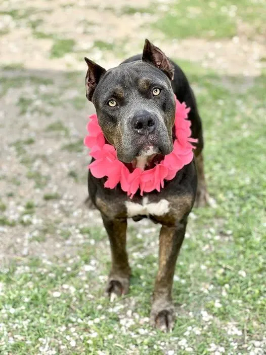 A young large-sized female American Staffordshire Terrier dog named Meridian for adoption in McKinney, TX
