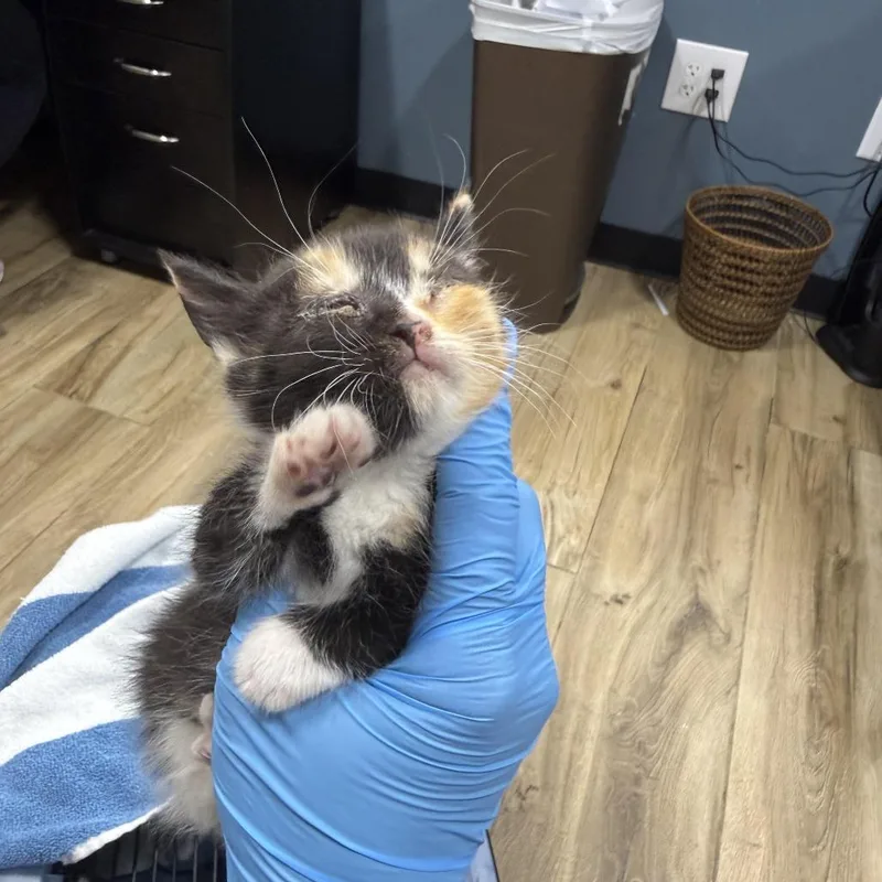 A baby small-sized female Calico Domestic Short Hair cat named Pineapple for adoption in Newark, NJ
