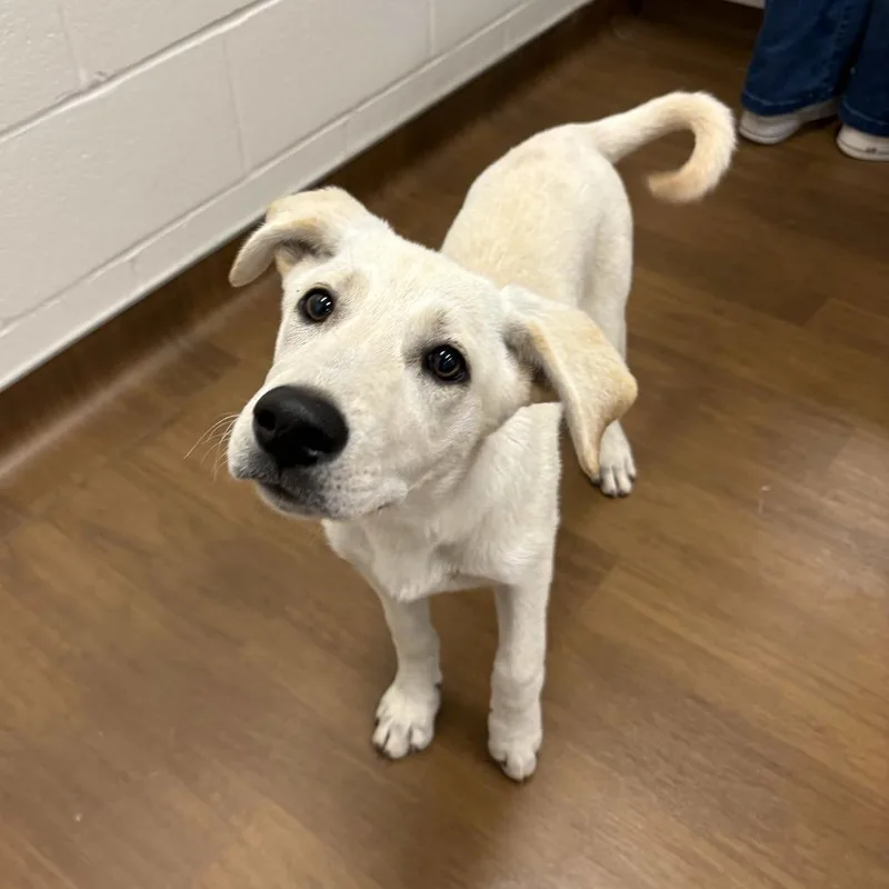 A baby medium-sized female Yellow / Tan / Blond / Fawn Labrador Retriever dog named Beezus for adoption in Beaumont, TX