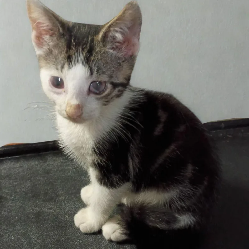 A baby small-sized male Tabby (Brown / Chocolate) American Shorthair cat named Prince for adoption in Union City, NJ