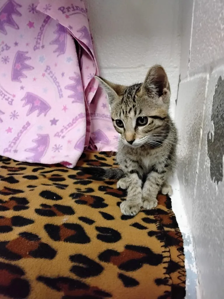 A baby medium-sized female Domestic Short Hair cat named Gabbytha for adoption in Ada, OK