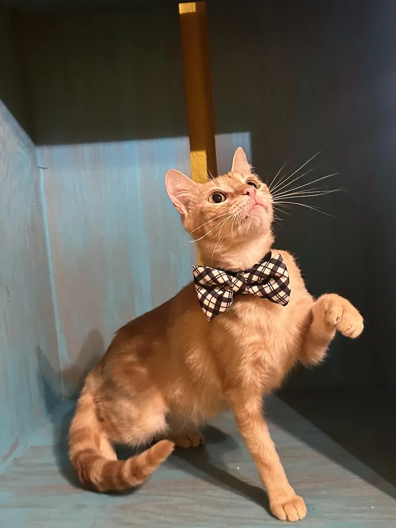 An adult medium-sized male Tabby (Orange / Red) Tabby cat named Lukas for adoption in Dickinson, TX