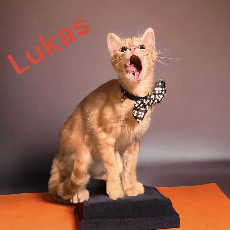Lukas thumbnail 3
