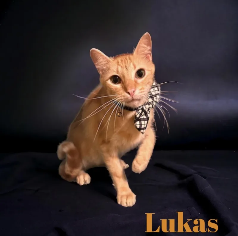 Lukas thumbnail 6