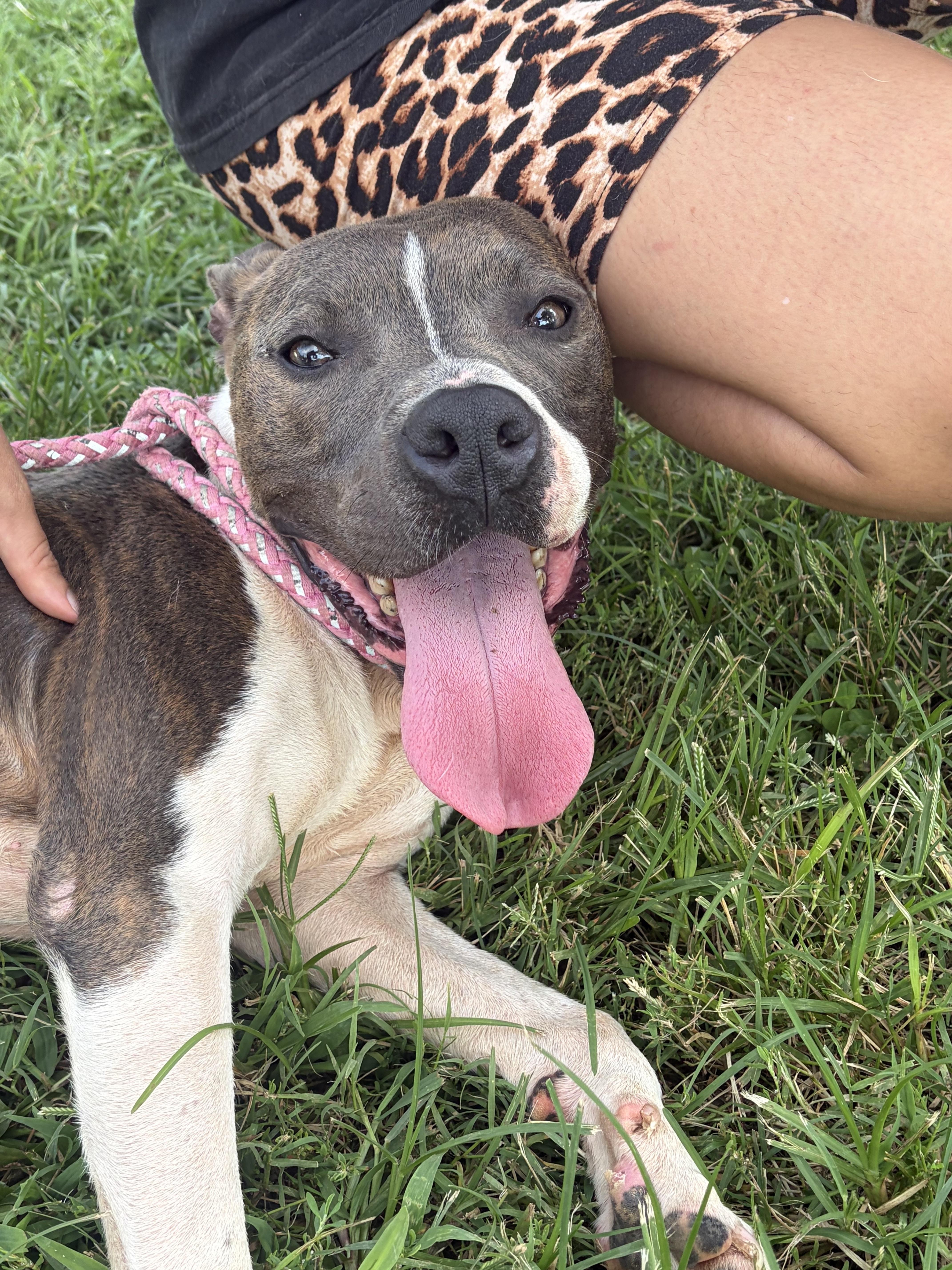 An adult medium-sized male Pit Bull Terrier dog named Ralph for adoption in polkton, NC