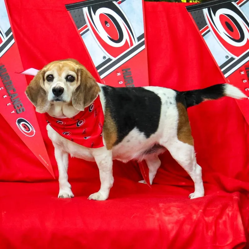 An adult medium-sized female Black Beagle dog named Gracie for adoption in Wake Forest, NC
