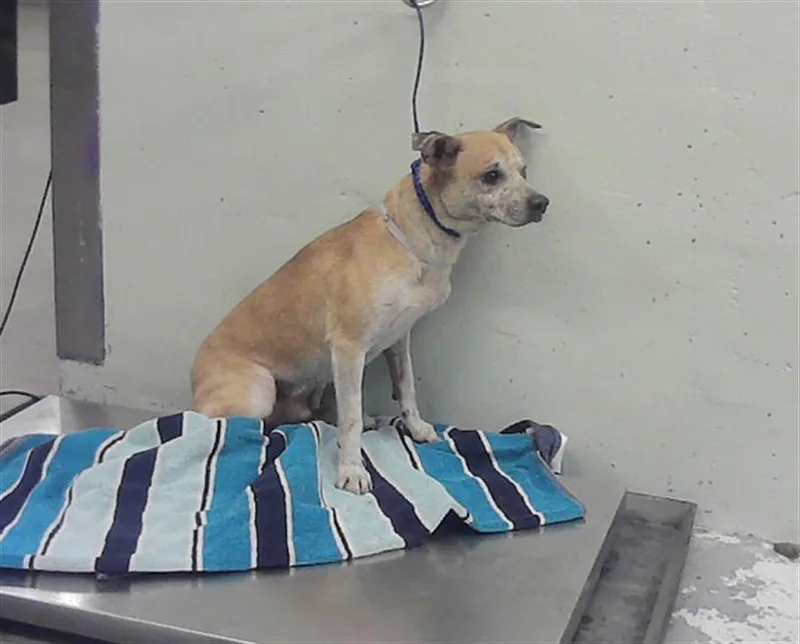 An adult medium-sized male Chihuahua dog named Ronnie for adoption in Houston, TX