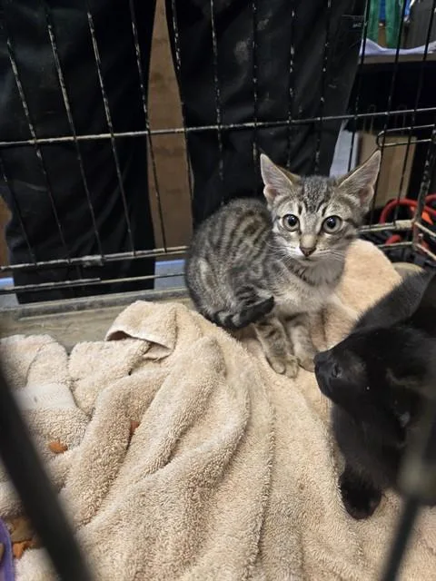 A baby small-sized female Domestic Short Hair cat named Vogue for adoption in Casper, WY