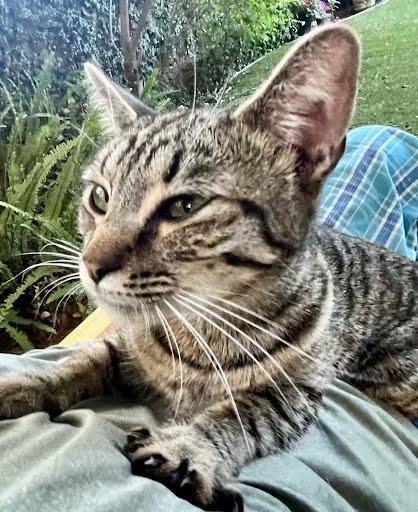 A young small-sized female Tabby (Brown / Chocolate) Domestic Short Hair cat named Cuddles for adoption in Elk Grove, CA