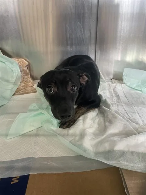 A young small-sized male Dachshund dog named A for adoption in Pasadena, TX