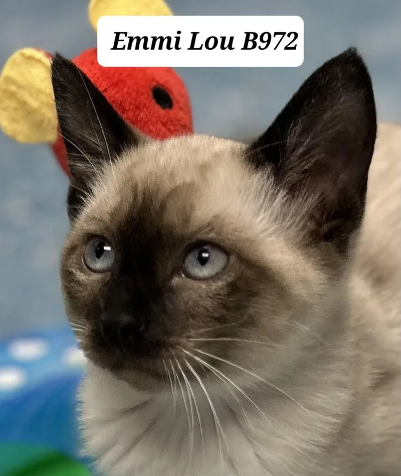 Emmi Lou