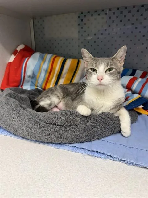 An adult small-sized female Domestic Short Hair cat named Tallulah for adoption in Omaha, NE