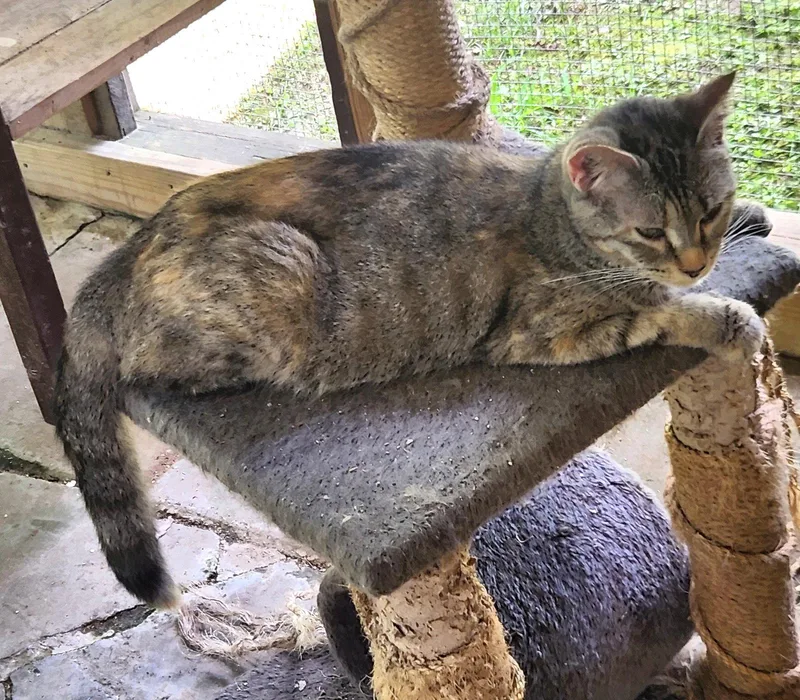 A young medium-sized female Domestic Short Hair cat named Rootbeer for adoption in Crossville, TN