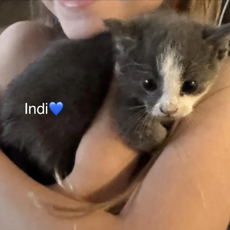 A baby small-sized male Gray / Blue / Silver Domestic Short Hair cat named Indi for adoption in Peachtree City, GA