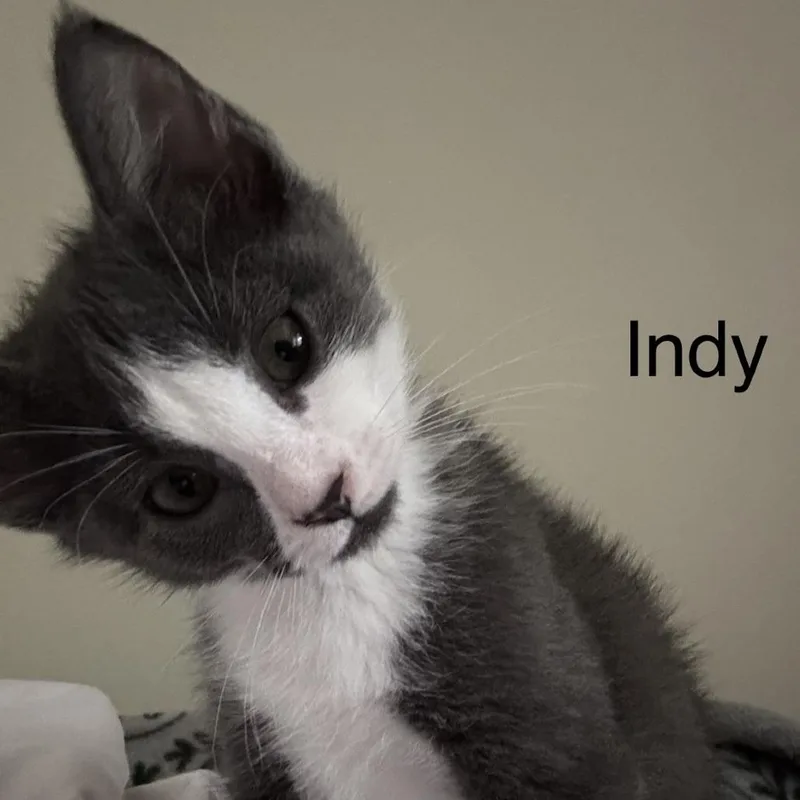 Indi thumbnail 2