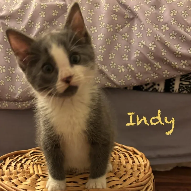 Indi thumbnail 3