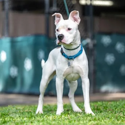 An adult large-sized male Pit Bull Terrier dog named Cable for adoption in Honolulu, HI