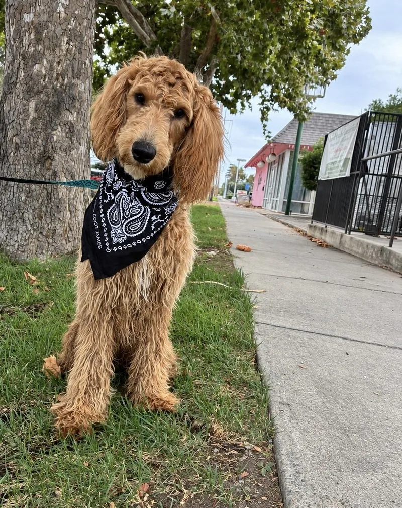 A baby medium-sized male Golden Goldendoodle dog named Hudson for adoption in Lodi, CA