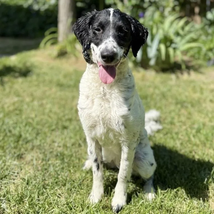 Pepper