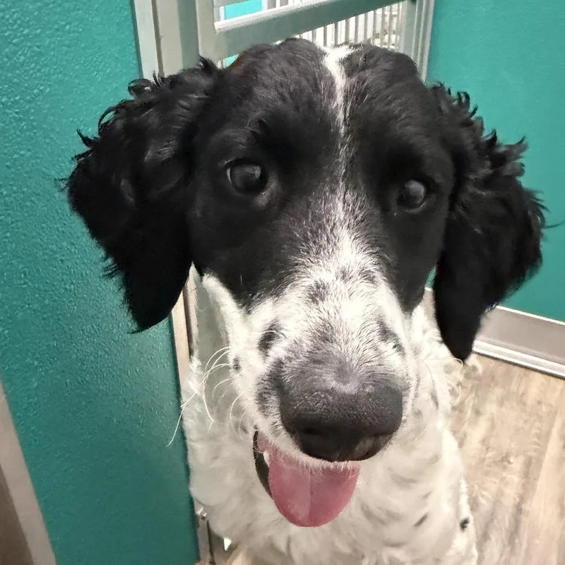 Pepper thumbnail 4