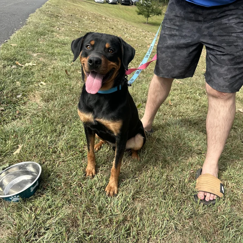 An adult large-sized male Rottweiler dog named Abel for adoption in Dixon, KY