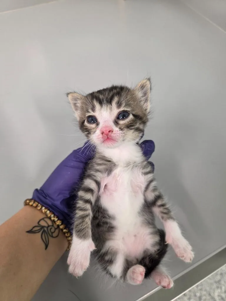 A baby small-sized male Domestic Short Hair cat named Filbert for adoption in Athens, TN