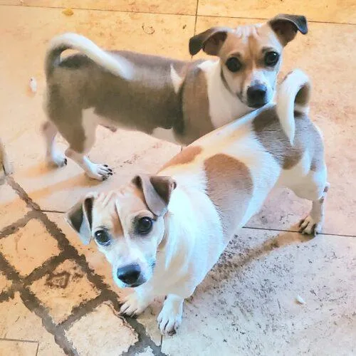 A baby small-sized male Brown / Chocolate Chihuahua dog named Speedy for adoption in Glendale, AZ