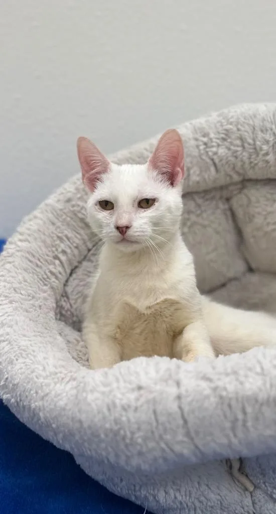 A baby medium-sized female Domestic Short Hair cat named Lacy for adoption in Newberg, OR