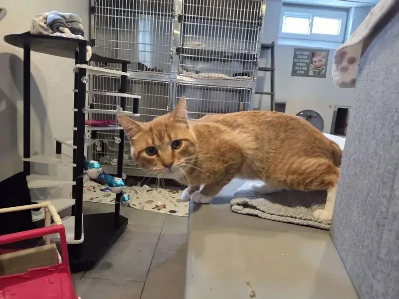 An adult medium-sized male Tabby (Orange / Red) Domestic Short Hair cat named Faramir for adoption in Grand Rapids, MI